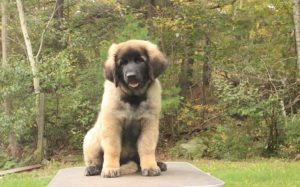 Leonbergers Are Active Dog Breeds
