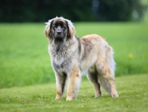 Adult Leonberger Are Very Active Ones