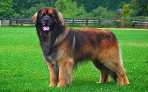 Leonberger Are Large Dogs
