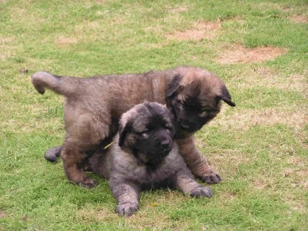 Leonbergers Puppies Playing In Field