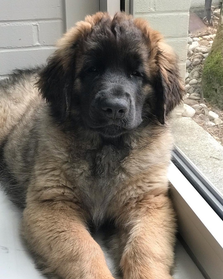 Leonberger Puppy cost