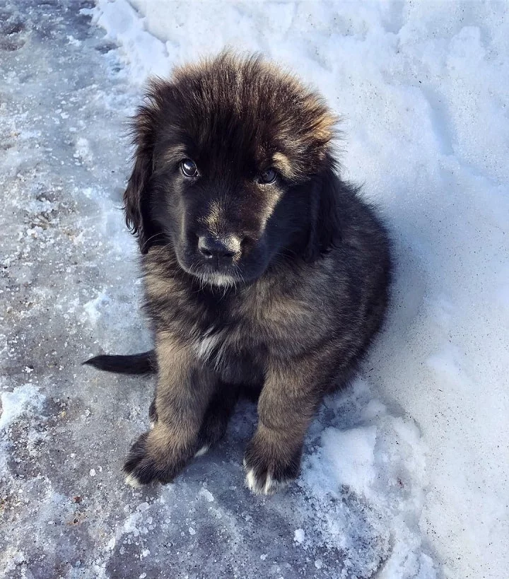 Leonberger Puppy cost