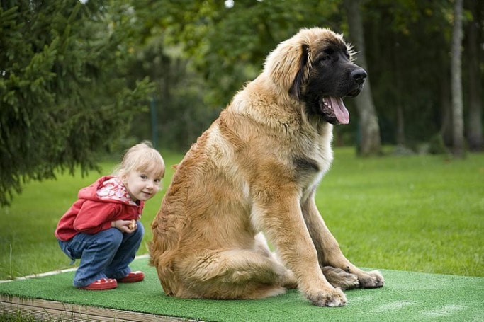 Leonberger Is A Large Dog