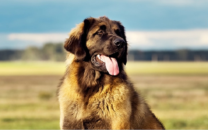 Leonberger History and Behavior