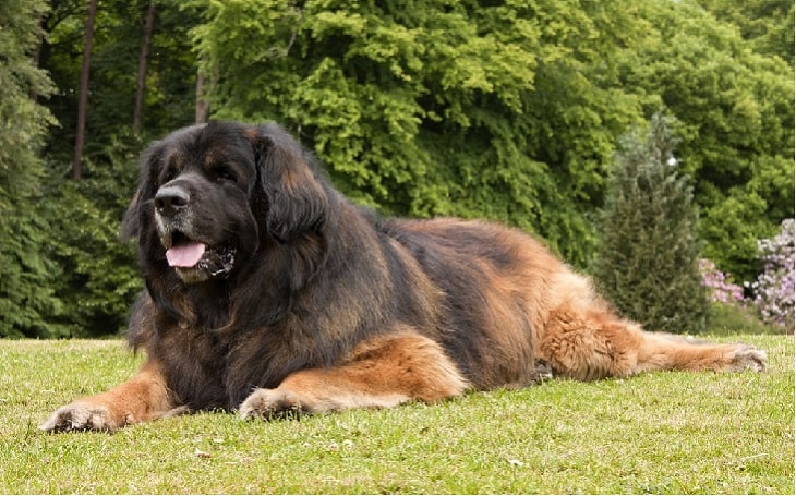 temperament of Leonberger dog