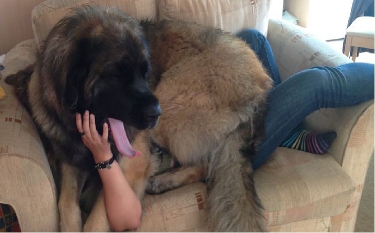 temperament of Leonberger dog