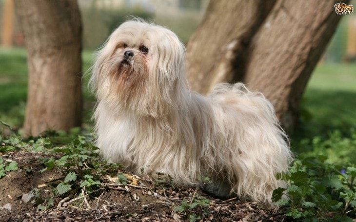 Lhasa Apso Is A Small Dog Breed
