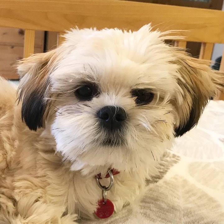 Lhasa Apso Puppy