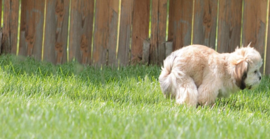 Teaching LHaso Apso To Urine Outside