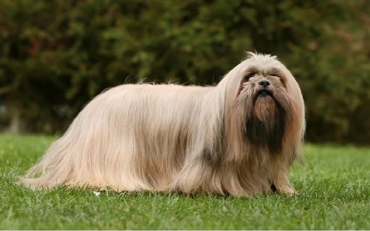 temperament of Lhasa Apso dogs