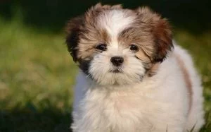 A Lhasa Apso puppy.