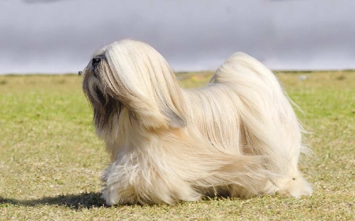 Lhasa Apso History and Behavior