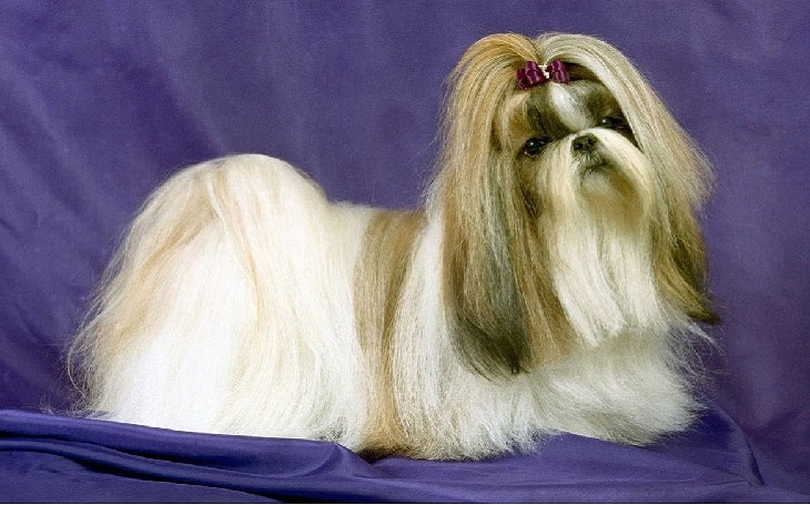 lhasa apso temperament intelligent