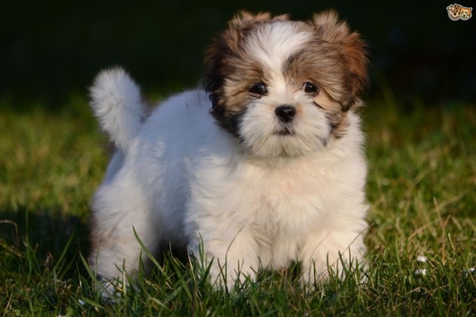 Lhasa Apso Training Should Be Started From Early Age