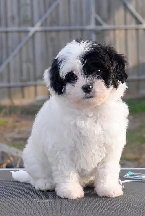 Lowchen Puppy Cost