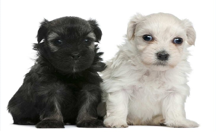 Two cute black and white Löwchen puppies.