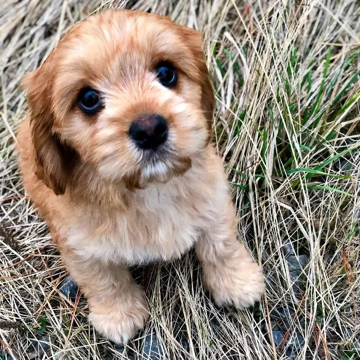 Lowchen Puppy Cost
