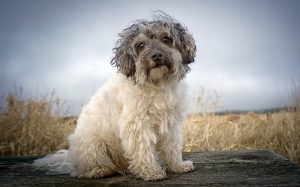 A Löwchen dog posing.