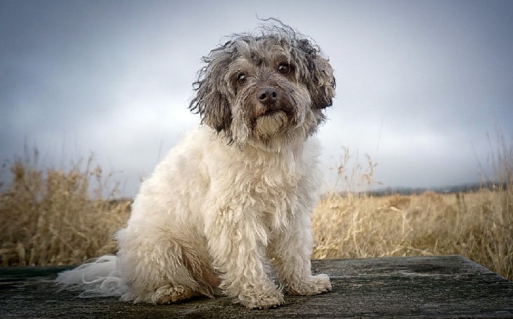 A Löwchen dog posing.