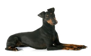 A Manchester Terrier posing.