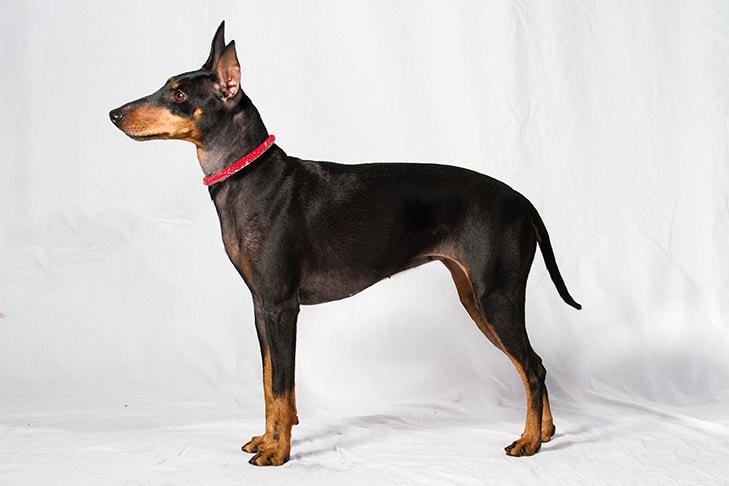 Manchester terrier similar breed