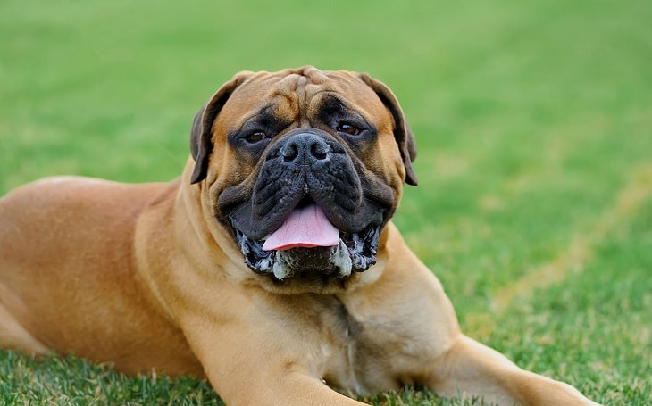 A happy Mastiff.