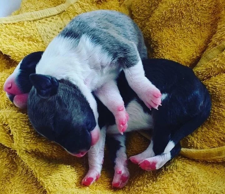 Miniature Bull Terrier Puppy Cost