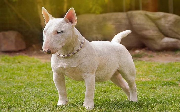 Miniature Bull Terrier History and behavior