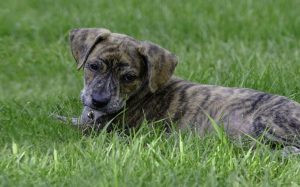 how much do mountain cur dogs cost