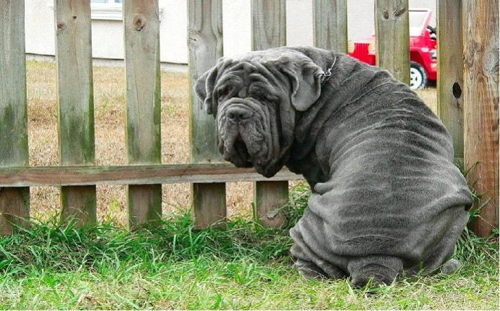 big neapolitan mastiff