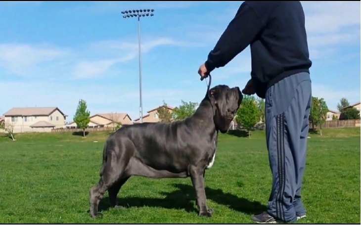 facts of Neapolitan Mastiff