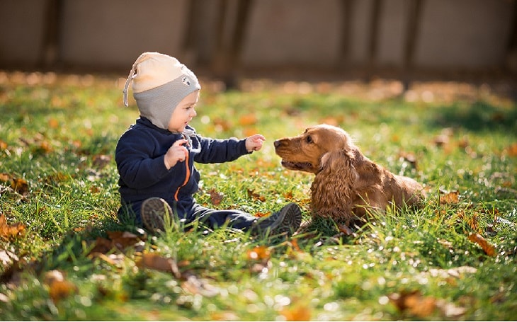 temperament of NederlandseKooikerhondje dog