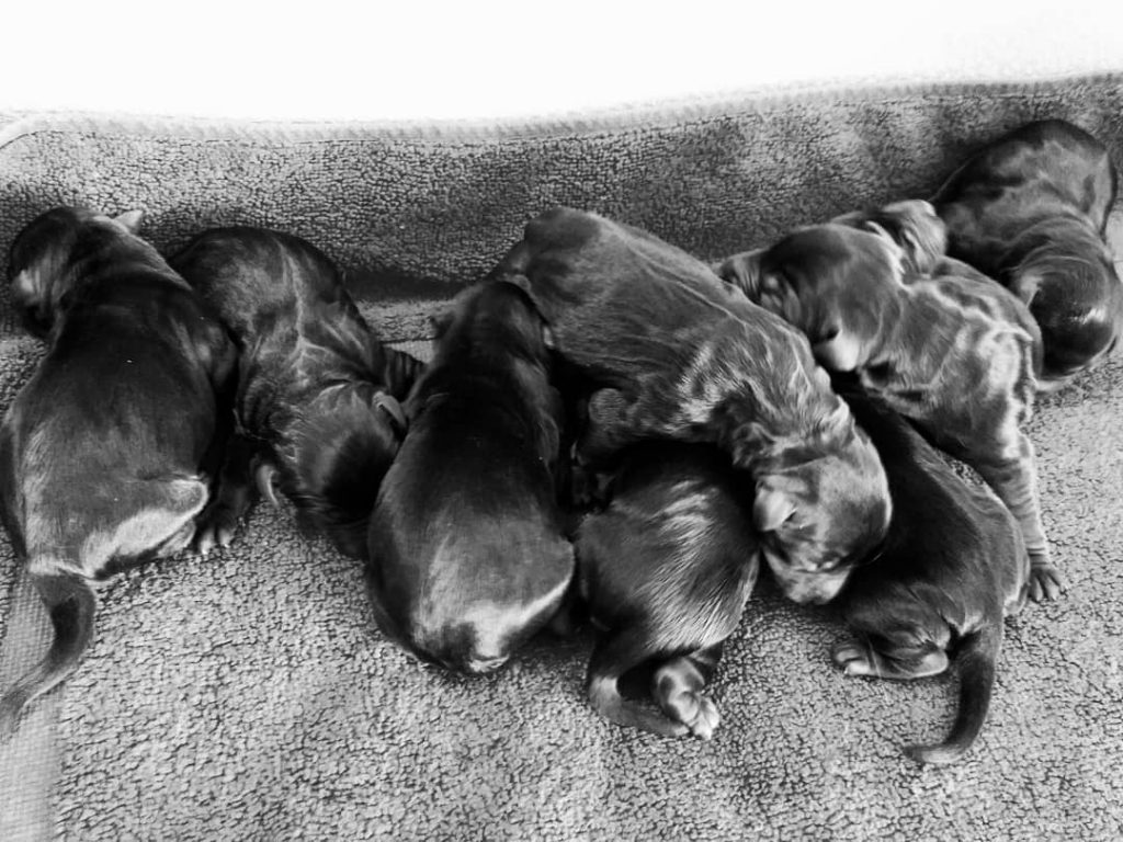 Newly born Kerry Blue Terrier