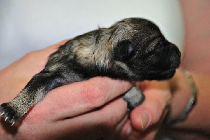 Newborn Keeshond