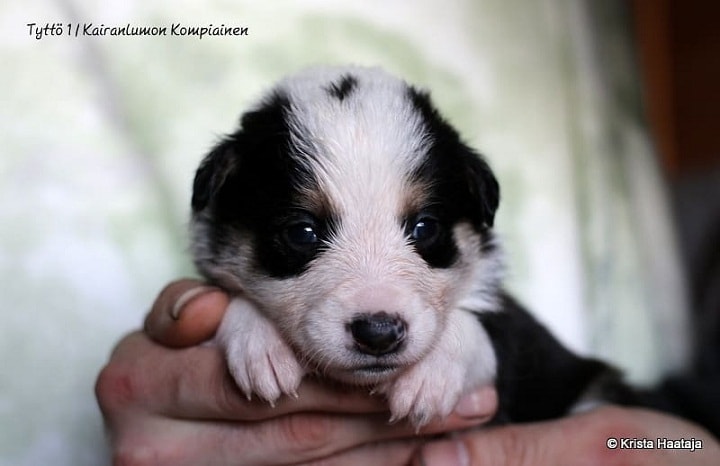 Lapponian Herder new born Puppy