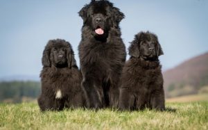 how big do male newfoundlands get