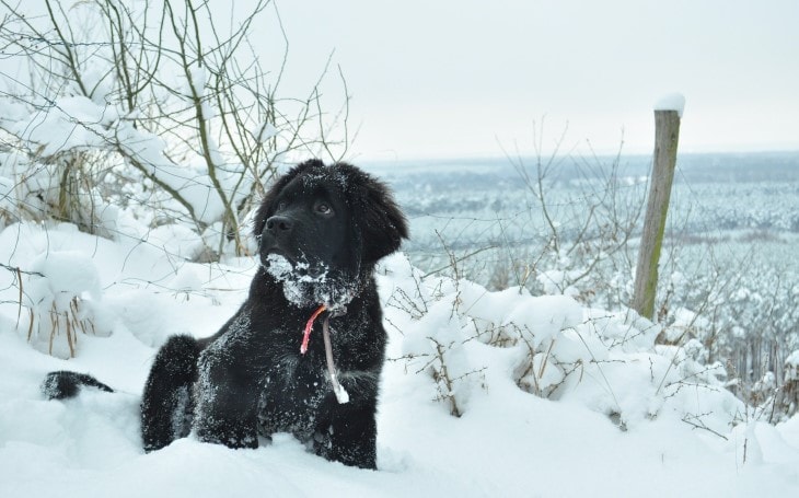 are newfoundland dogs friendly