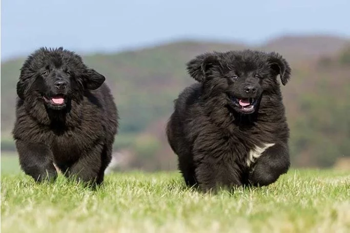 Newfoundland Puppies Are Child Friendly