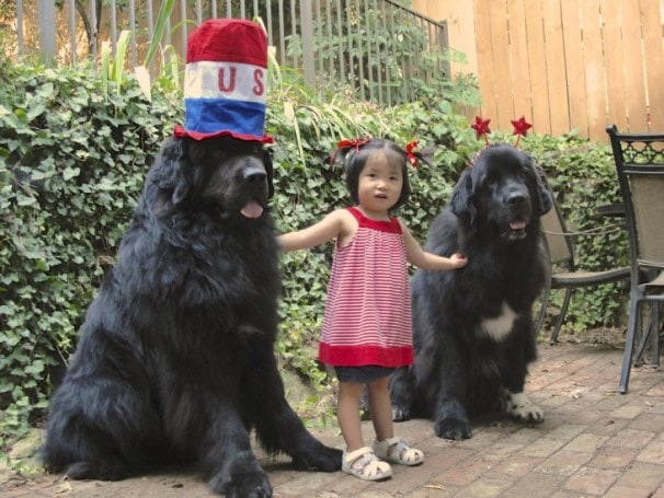 The Newfoundland Are Child-Friendly