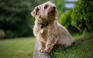A Norfolk Terrier posing.