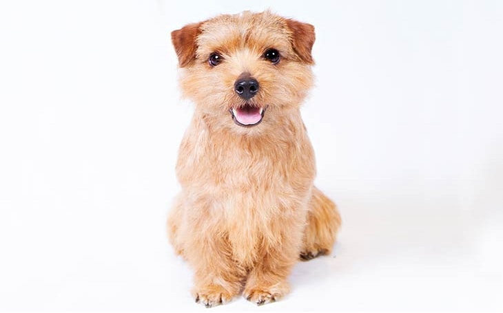 All About Norfolk Terrier Dog Breed Origin Behavior Trainability Facts Puppy Price Color Health