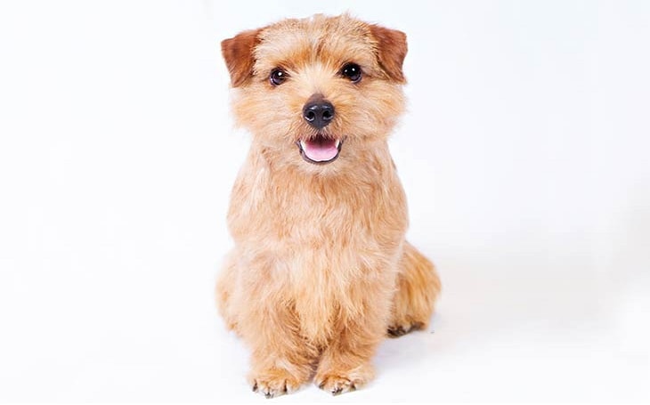 A wheaten furred Norfolk Terrier dog.