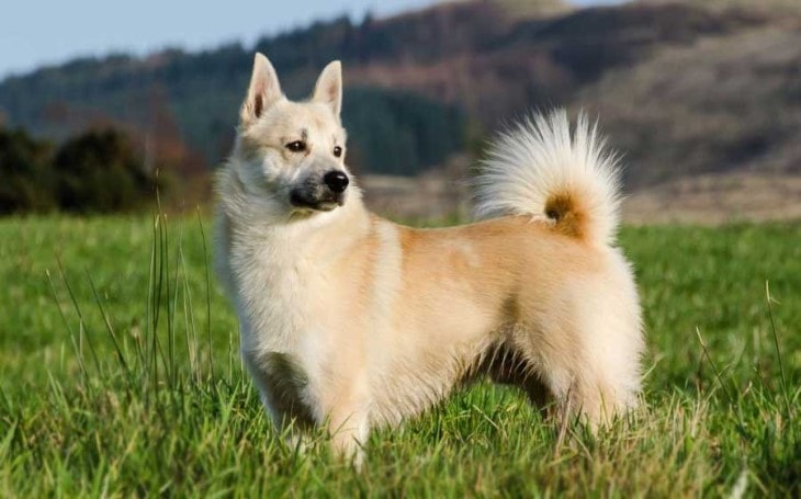 Norwegian Buhund Are Friendly Dogs