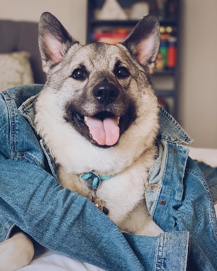 Norwegian Elkhound Dog.