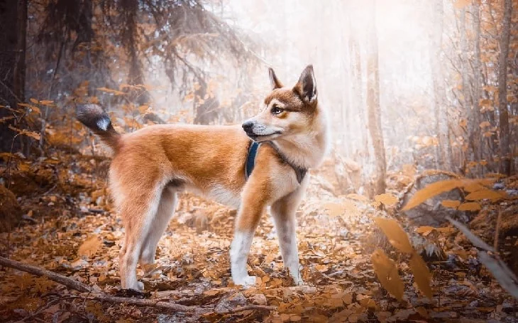 Beautiful Norwegian Lundehund.