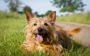 Norwich Terrier Smiling.
