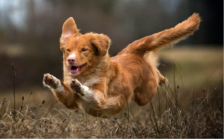 All About Nova Scotia Duck Tolling Retriever Dog Breed ...