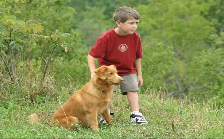 facts of Nova Scotia Duck Tolling Retriever