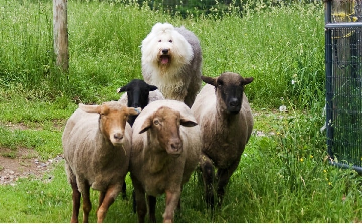 Old English Sheepdog is a herding dog