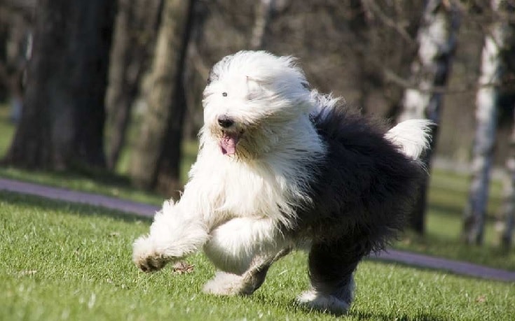 Old English Sheepdog Training. 